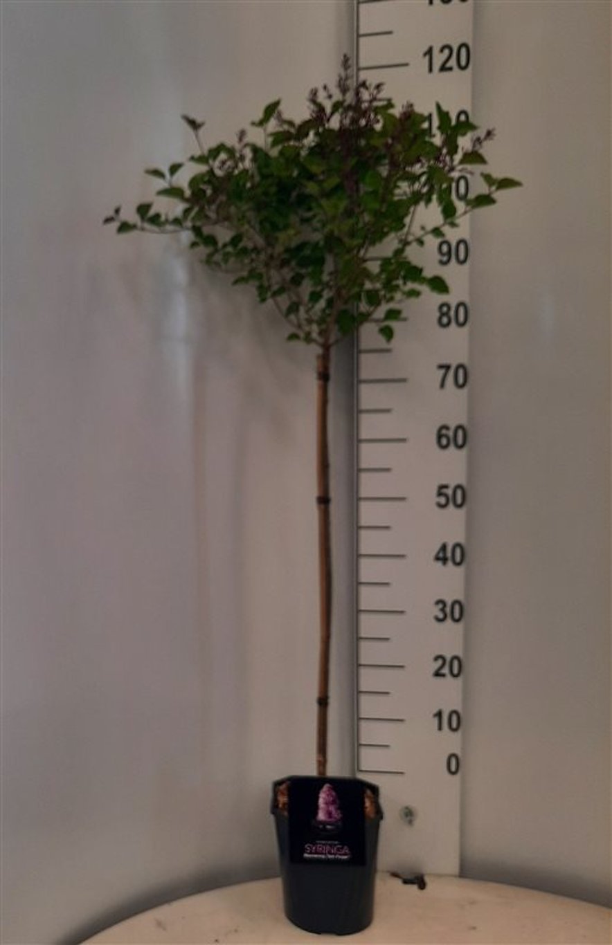 Syringa Bloomerang 'Dark Purple' - 80 CM Stem C5